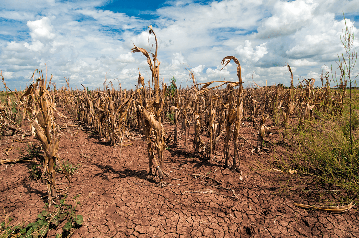 climate chnage crops